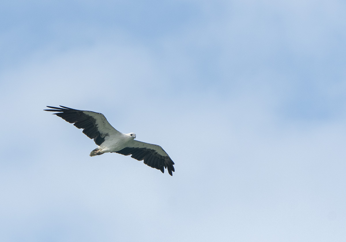 White-bellied Sea Eagle DSC01630.jpg