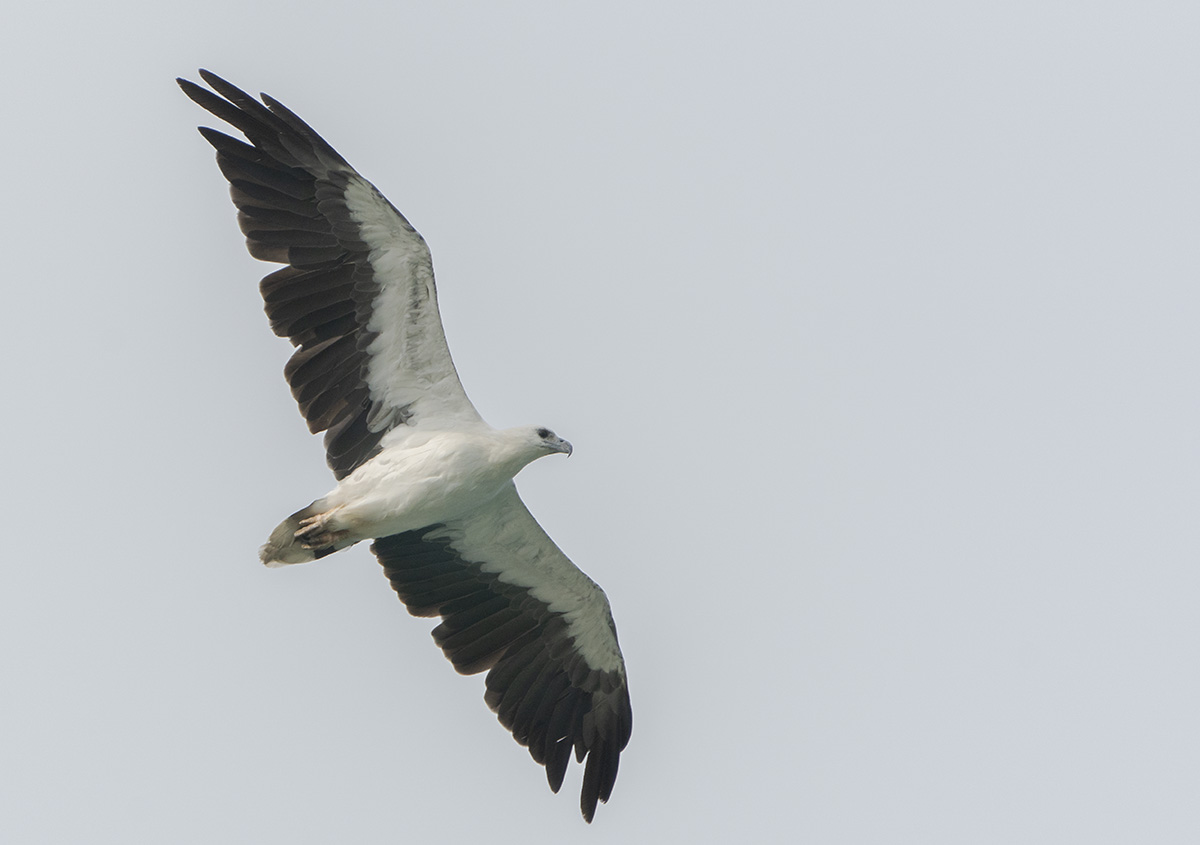 White-bellied Sea Eagle DSC01655.jpg