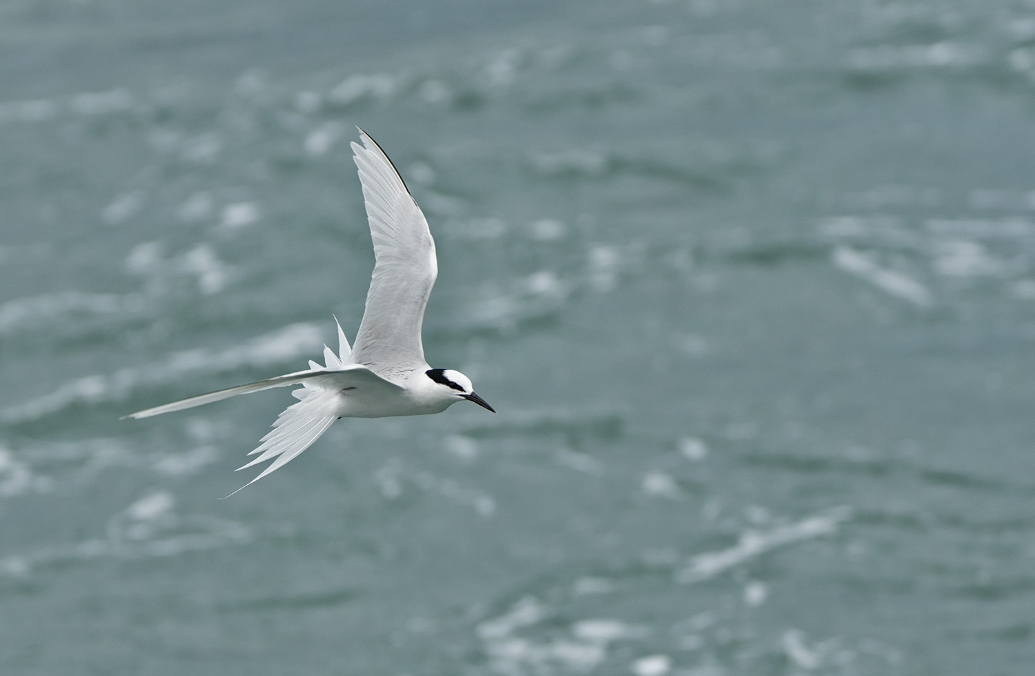 Black-naped Tern 4392x2868 DSC02346.jpg