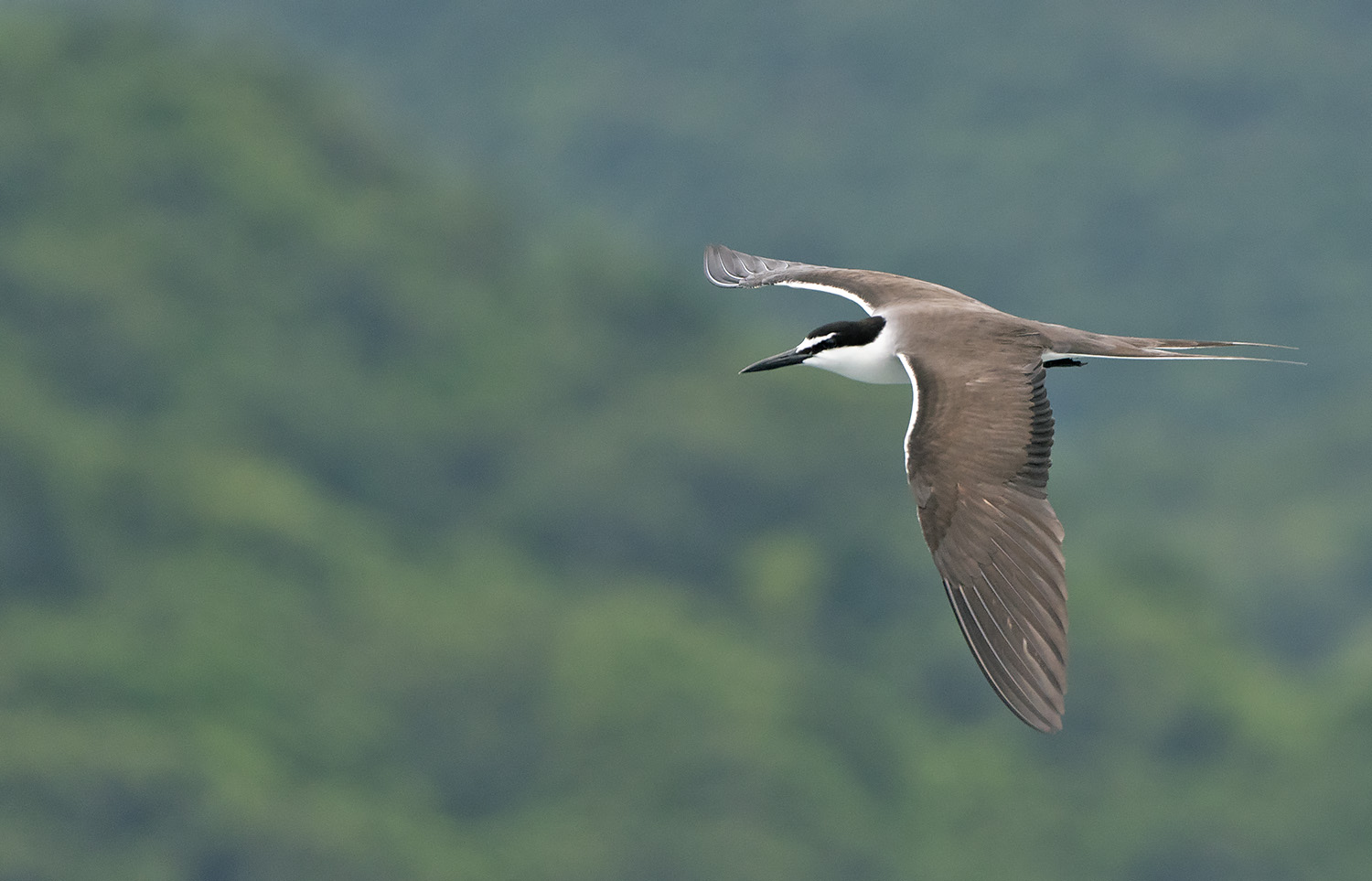 Bridled Tern 3636x2334 DSC02112.jpg