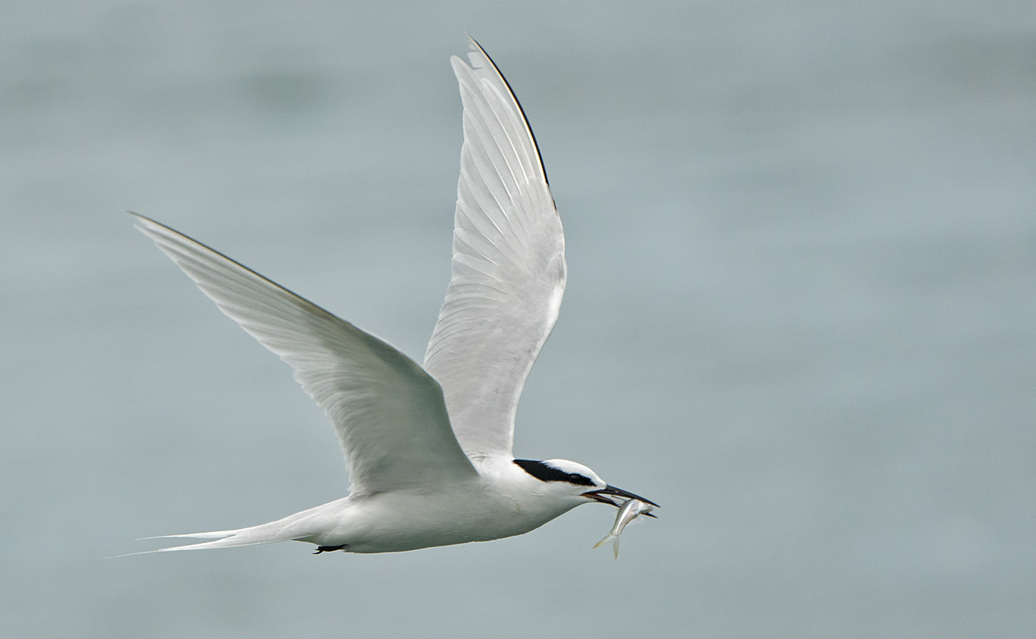 Black-naped Tern 3828x2364 DSC02318.jpg