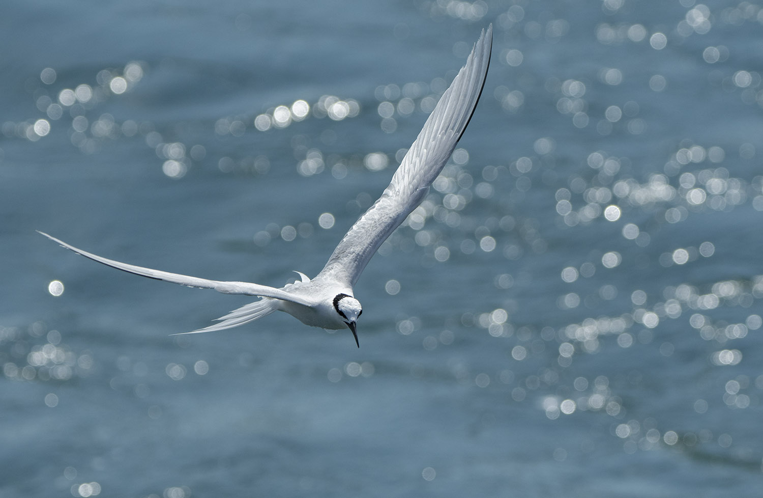 Black-naped Tern DSC03539.jpg