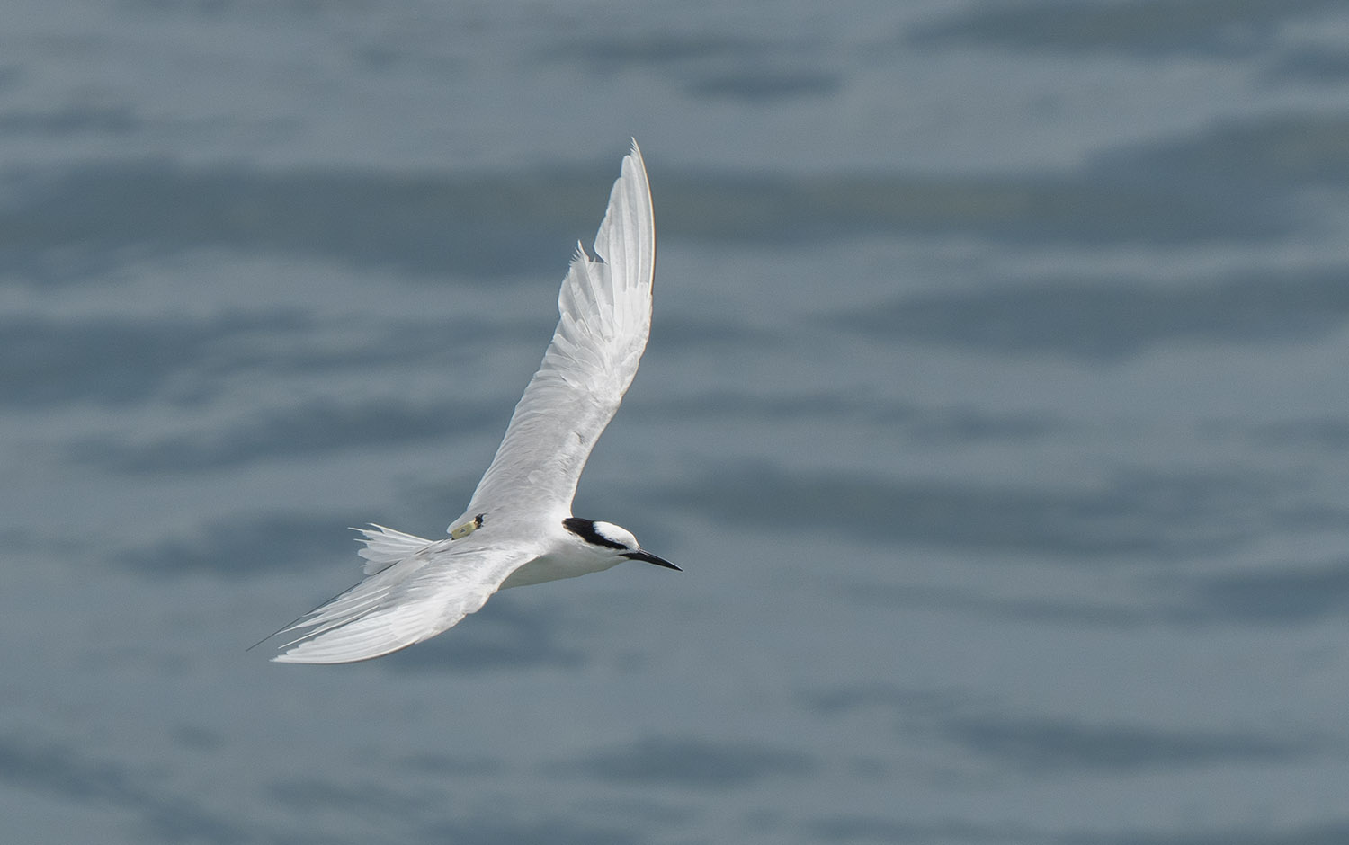 Black-naped Tern (transmitter) DSC08345.jpg