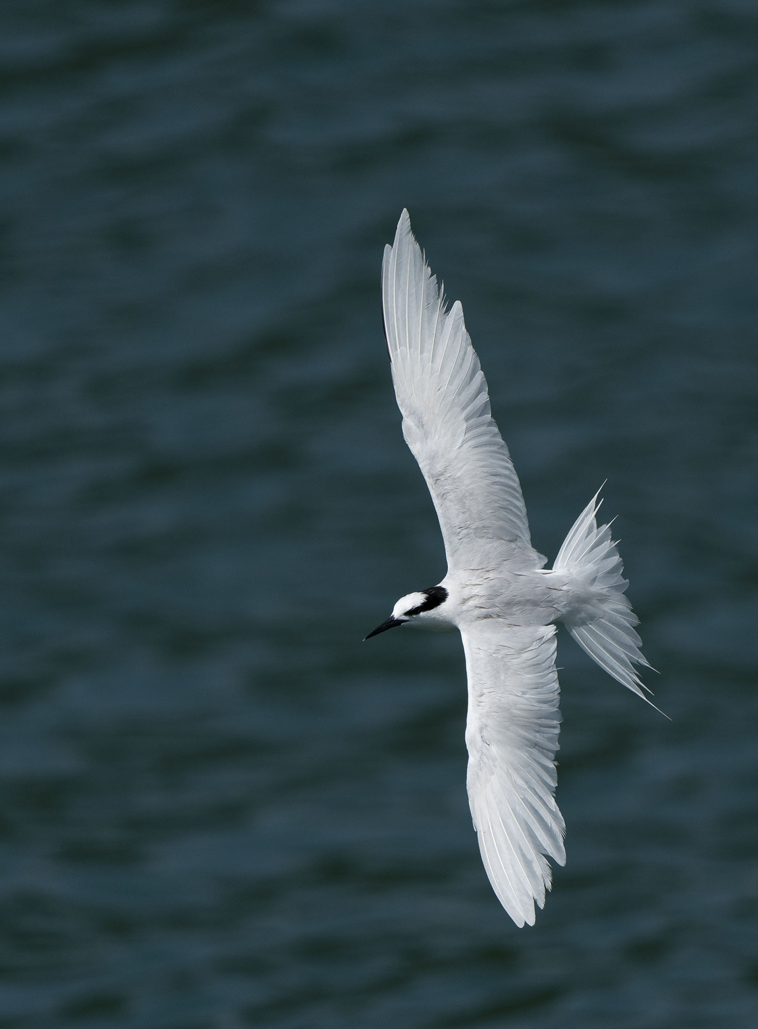 Black-naped Tern DSC02560.jpg