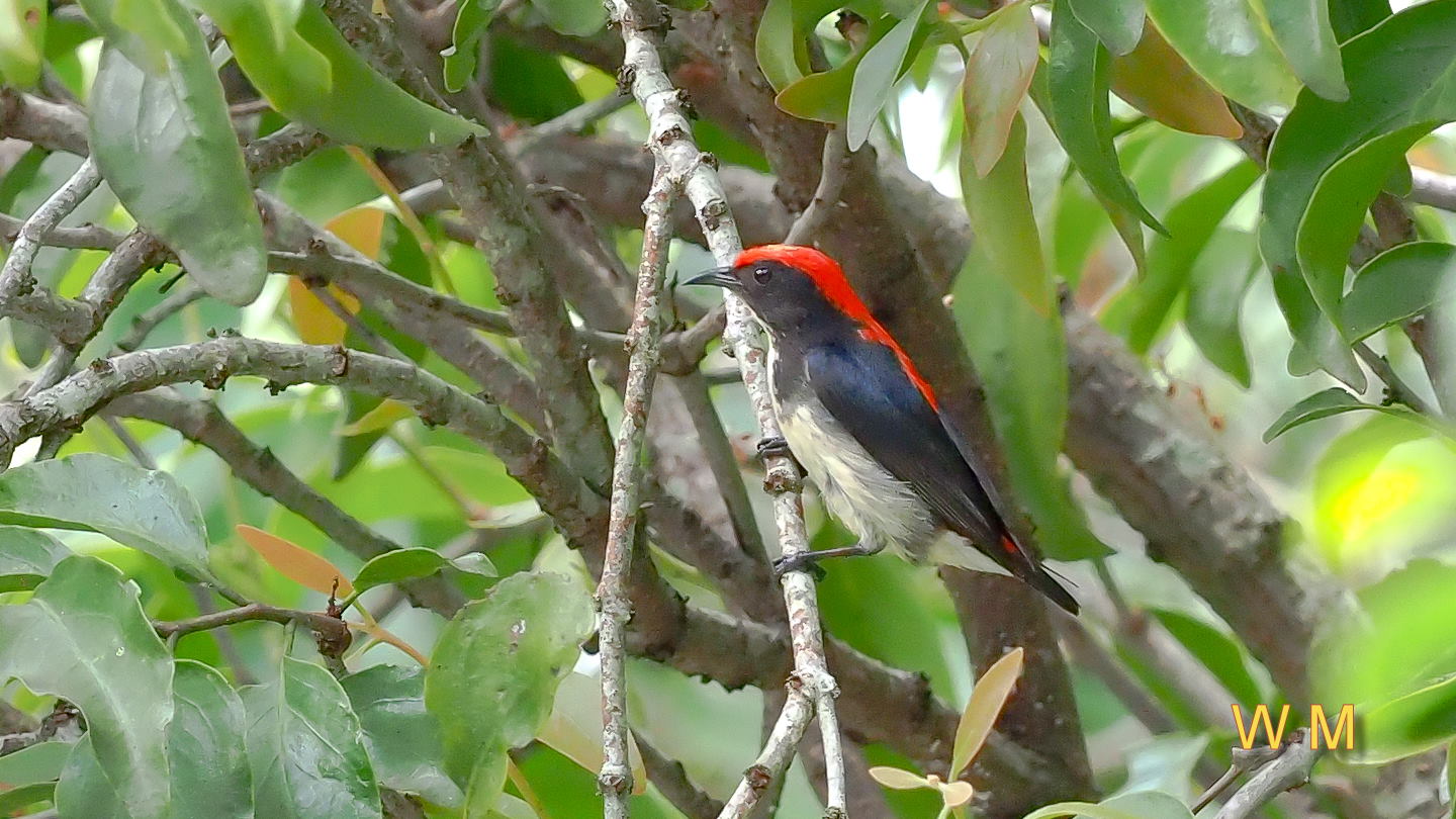 Scarlet-backedFlowerpecker(M).jpg