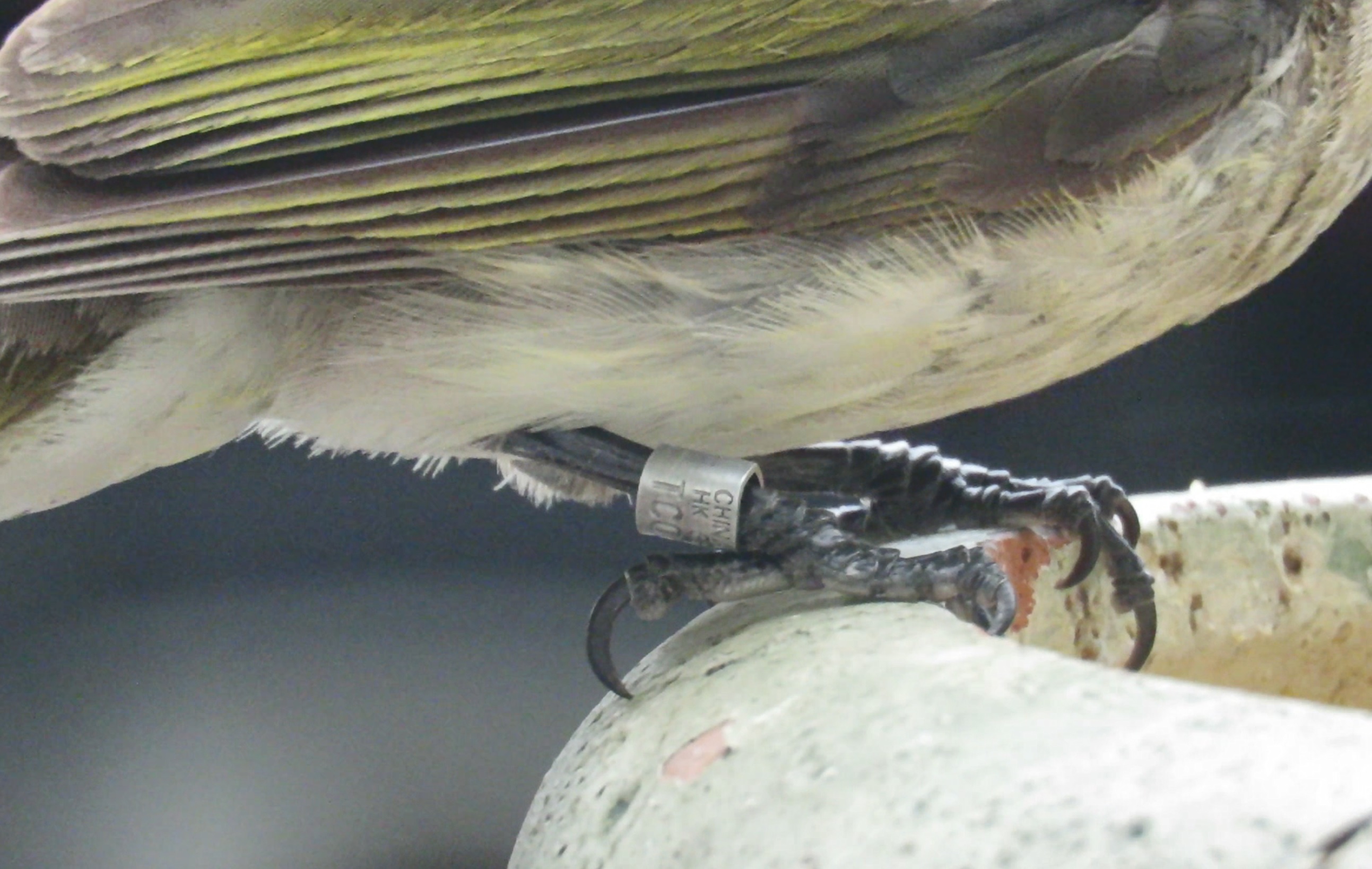 Ringed Pycnonotus sinensis 2.jpg