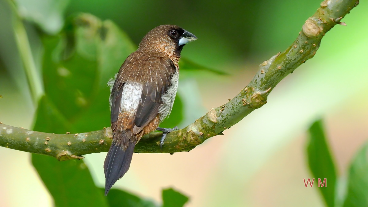 White-rumpedMunia.jpg