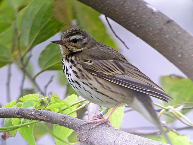 olive backed pipit.band.nwareDSCN2726.jpg