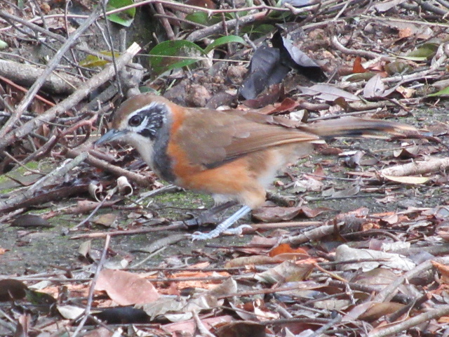 Greater Necklaced Laughingthrush.JPG