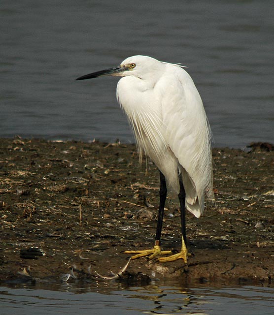 little egret.band DSC00756.jpg