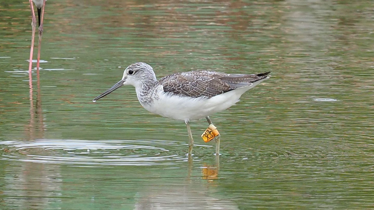 MarshSandpiper(Ringed-X3).jpg