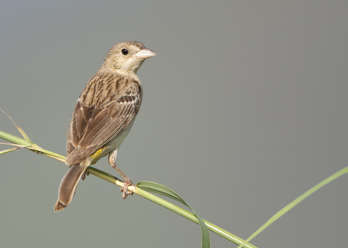 Black-headed Bunting DSC03450.jpg