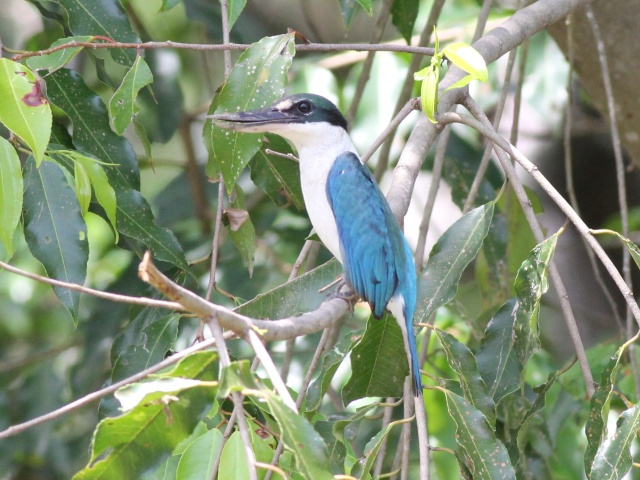 Collared Kingfisher.jpg