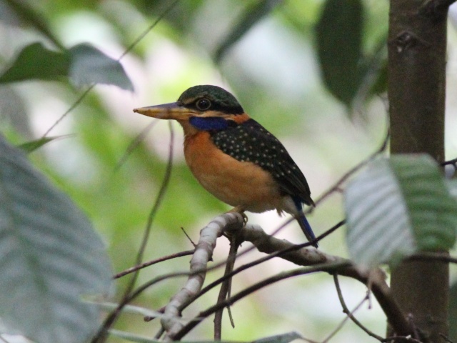 Rufous-collared Kingfisher (f).jpg