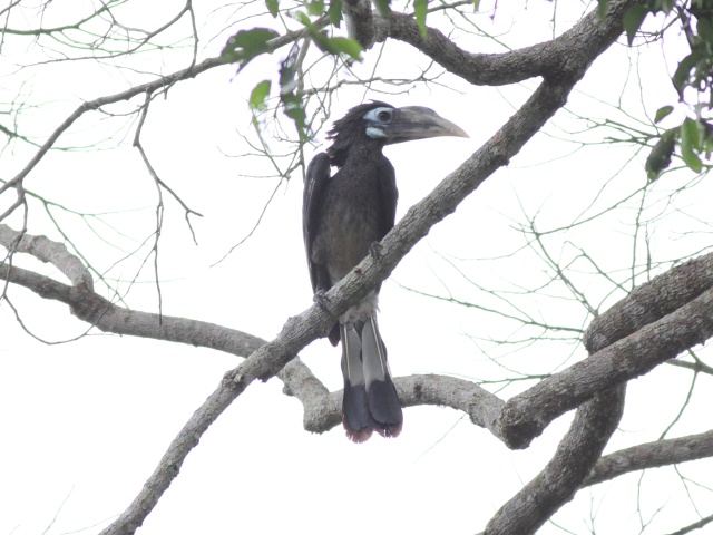 Bushy-crested Hornbill (m).jpg