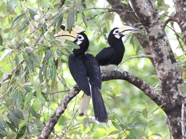 Oriental Pied Hornbill (m&f).jpg