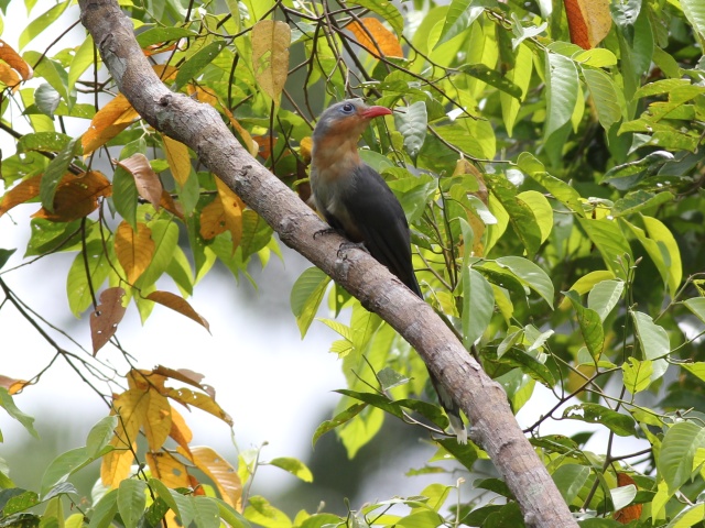 Red-billed Malkoha.jpg