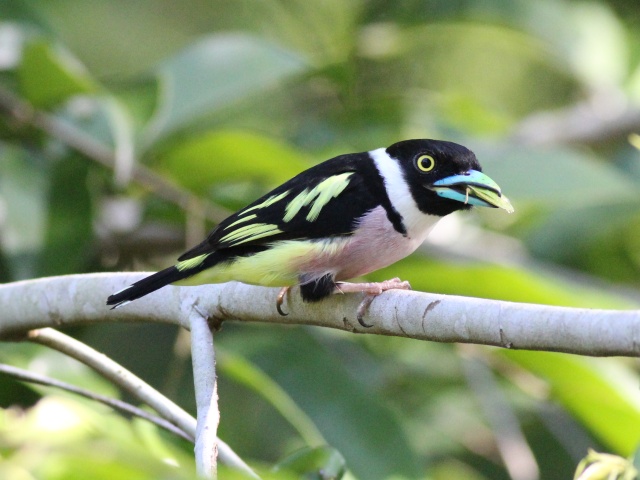 Black-and-yellow Broadbill.jpg