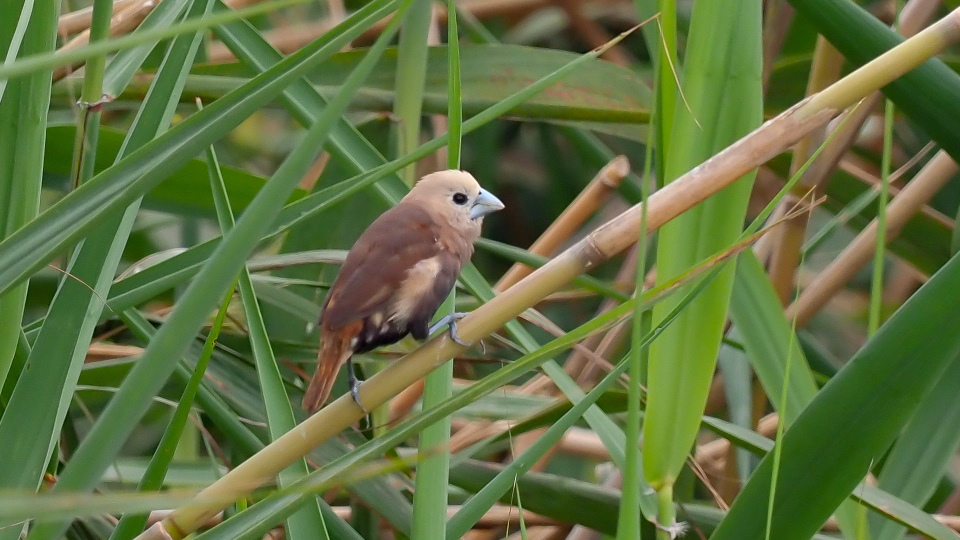 White-headed Munia.jpg