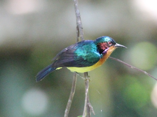 Ruby-cheeked Sunbird (m).jpg