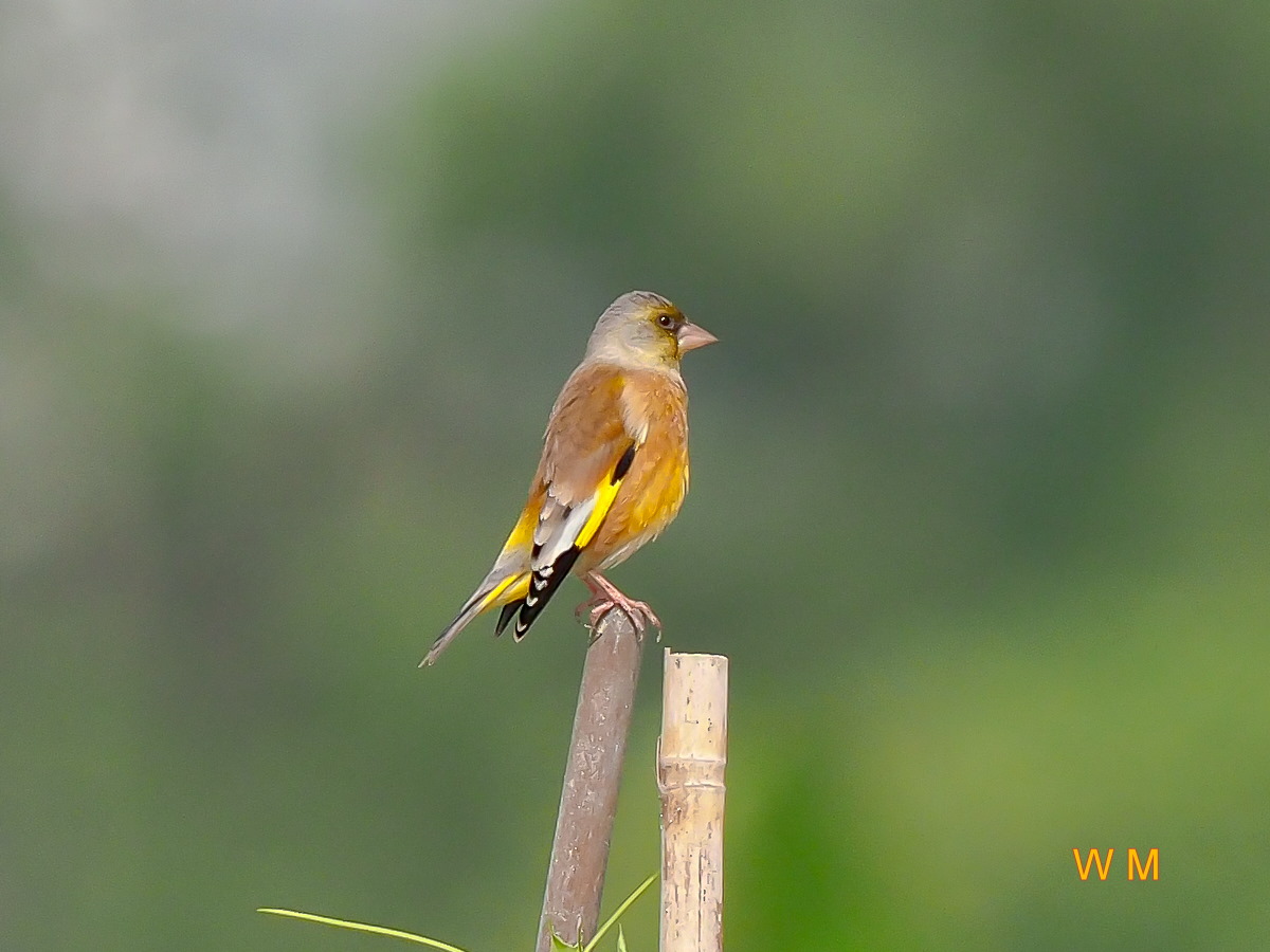 Grey-capped Greenfinch_1.jpg