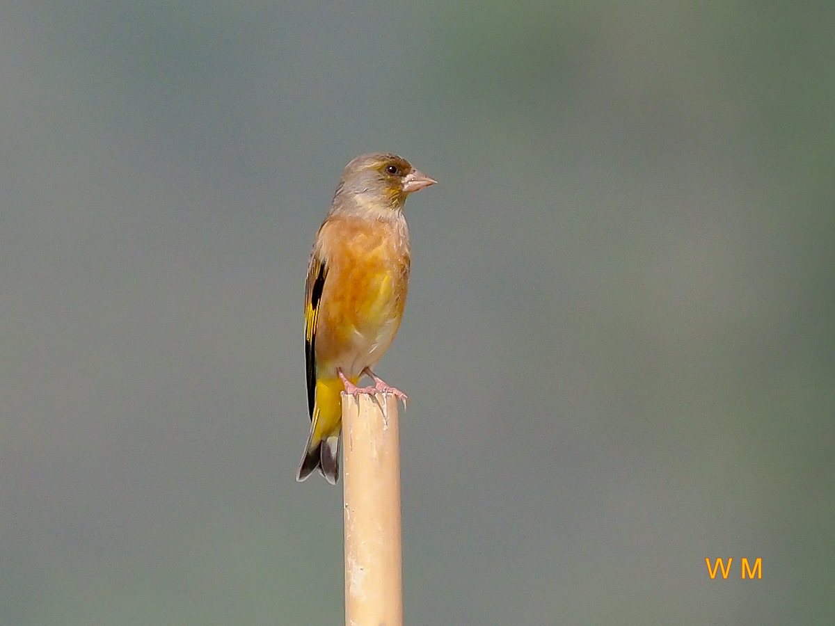 Grey-capped Greenfinch_2.jpg