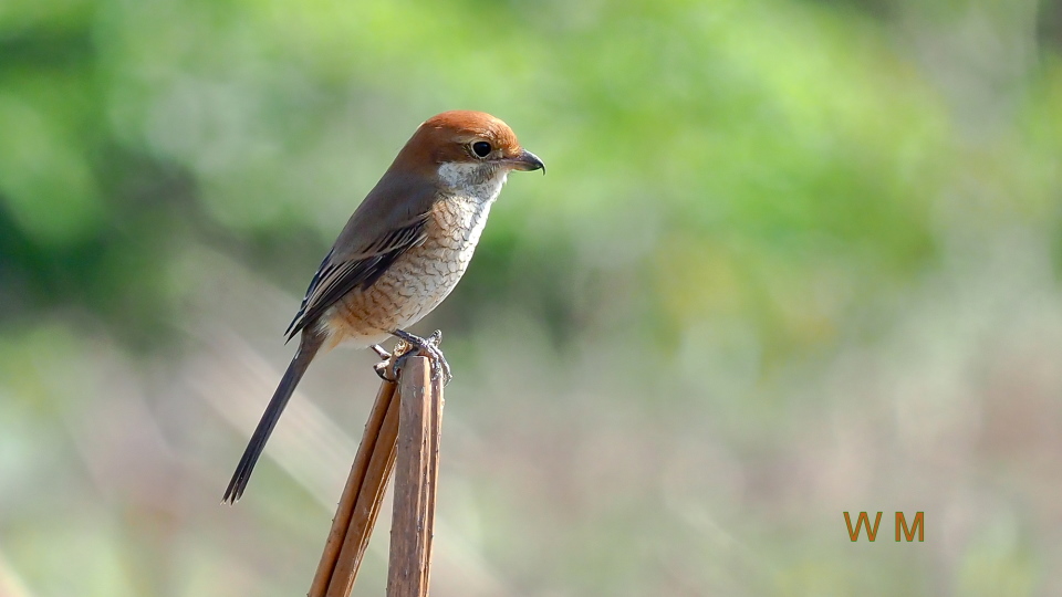 Bull-headed Shrike_2.jpg