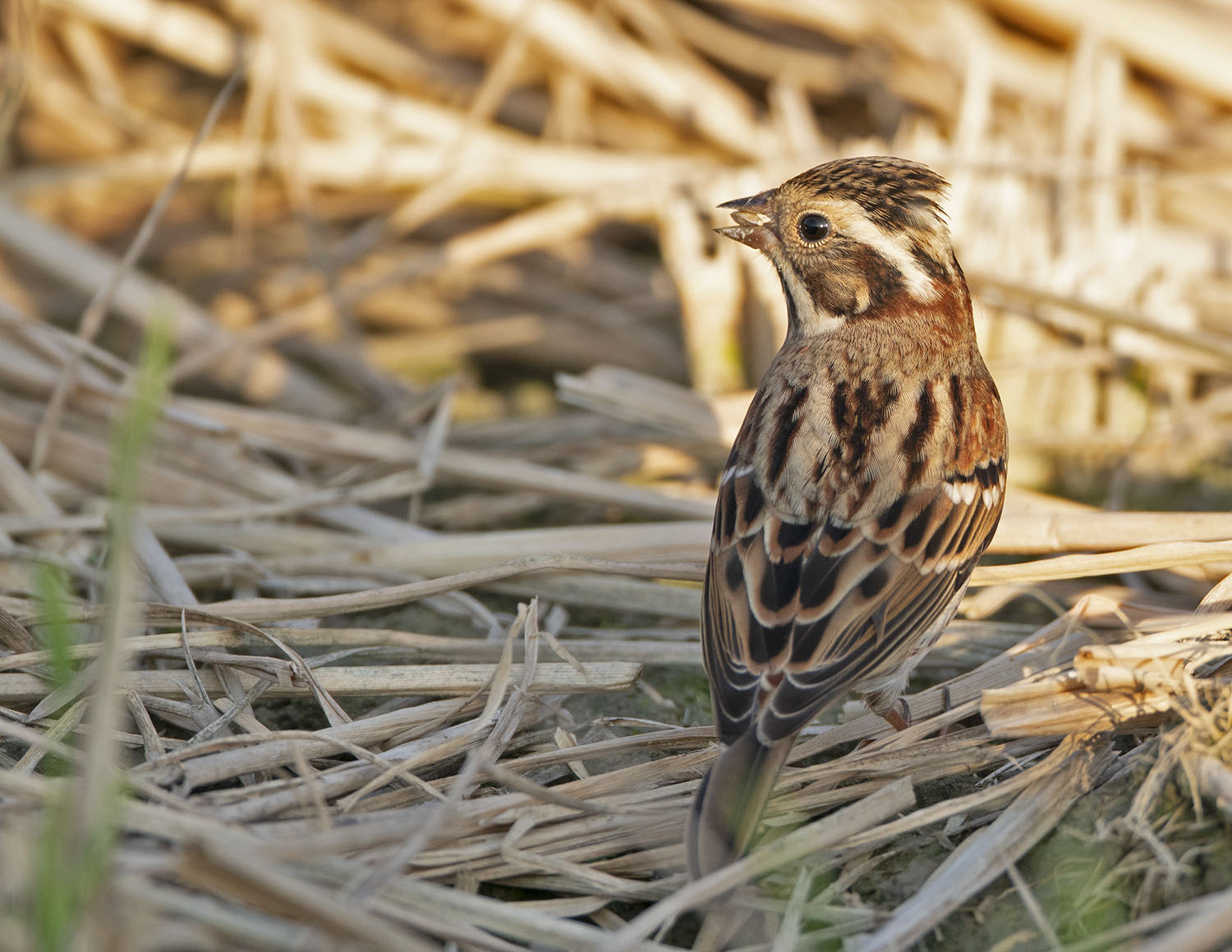 Rustic Bunting DSC06845.jpg