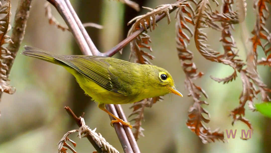 White-spectacled Warbler_2.jpg