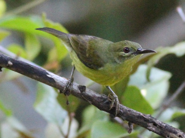 Bird 08 - Sunbird.JPG