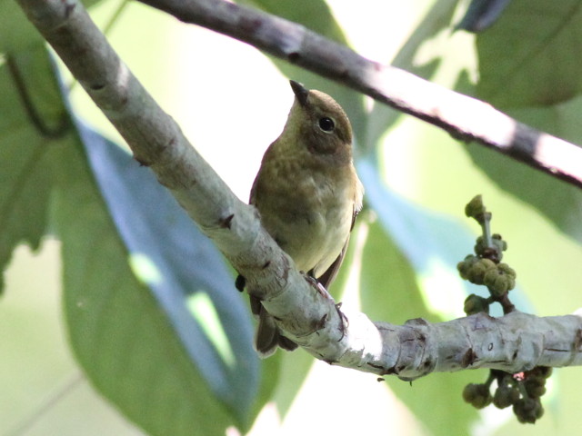 Bird 10 - Flycatcher.JPG