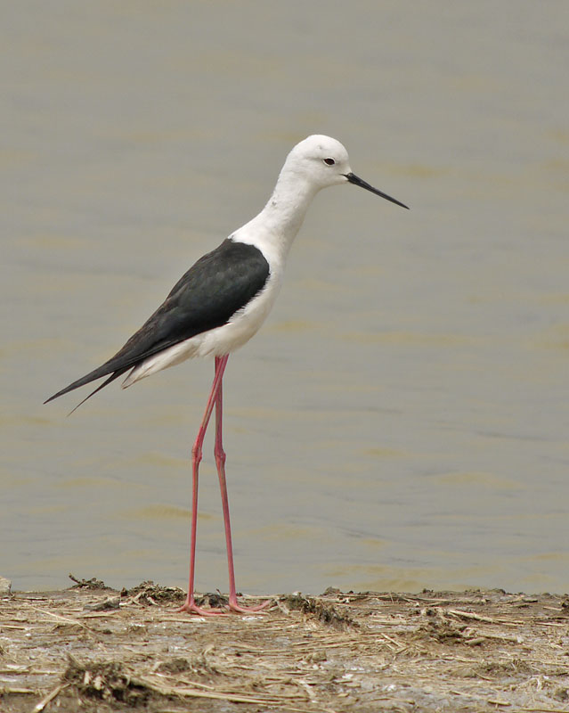 bw stilt G1_1310618.jpg