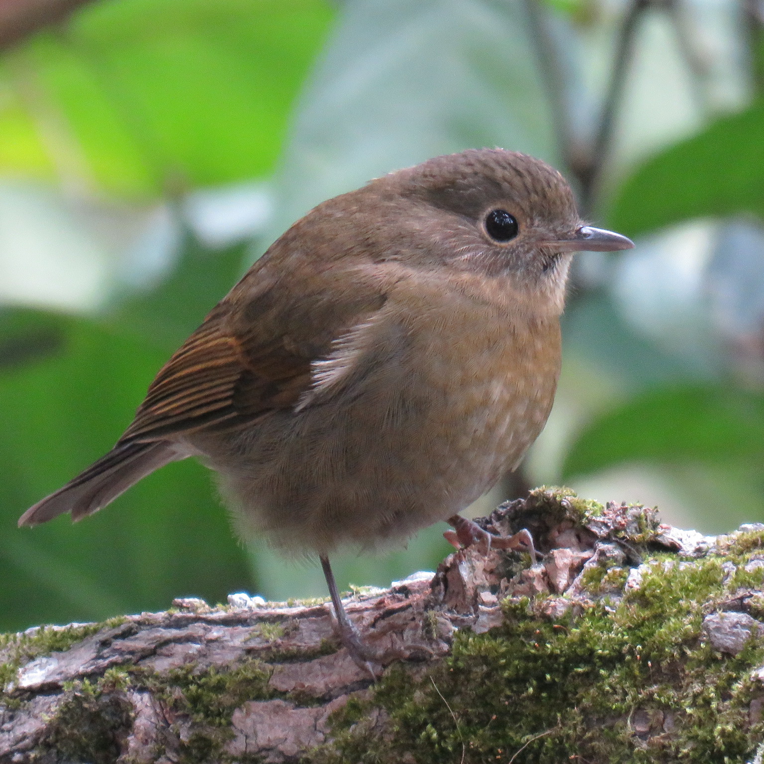 Birding_白尾藍地鴝 Cinclidium leucurum 12.2018 LFS hku.JPG