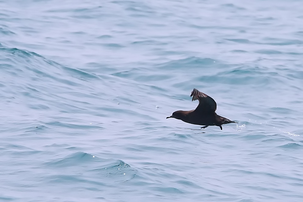 short tailed shearwater2.jpg