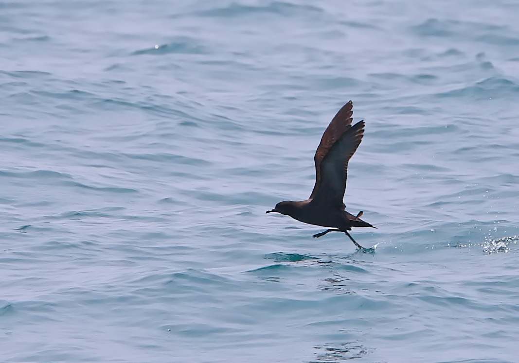 short tailed shearwater3.jpg