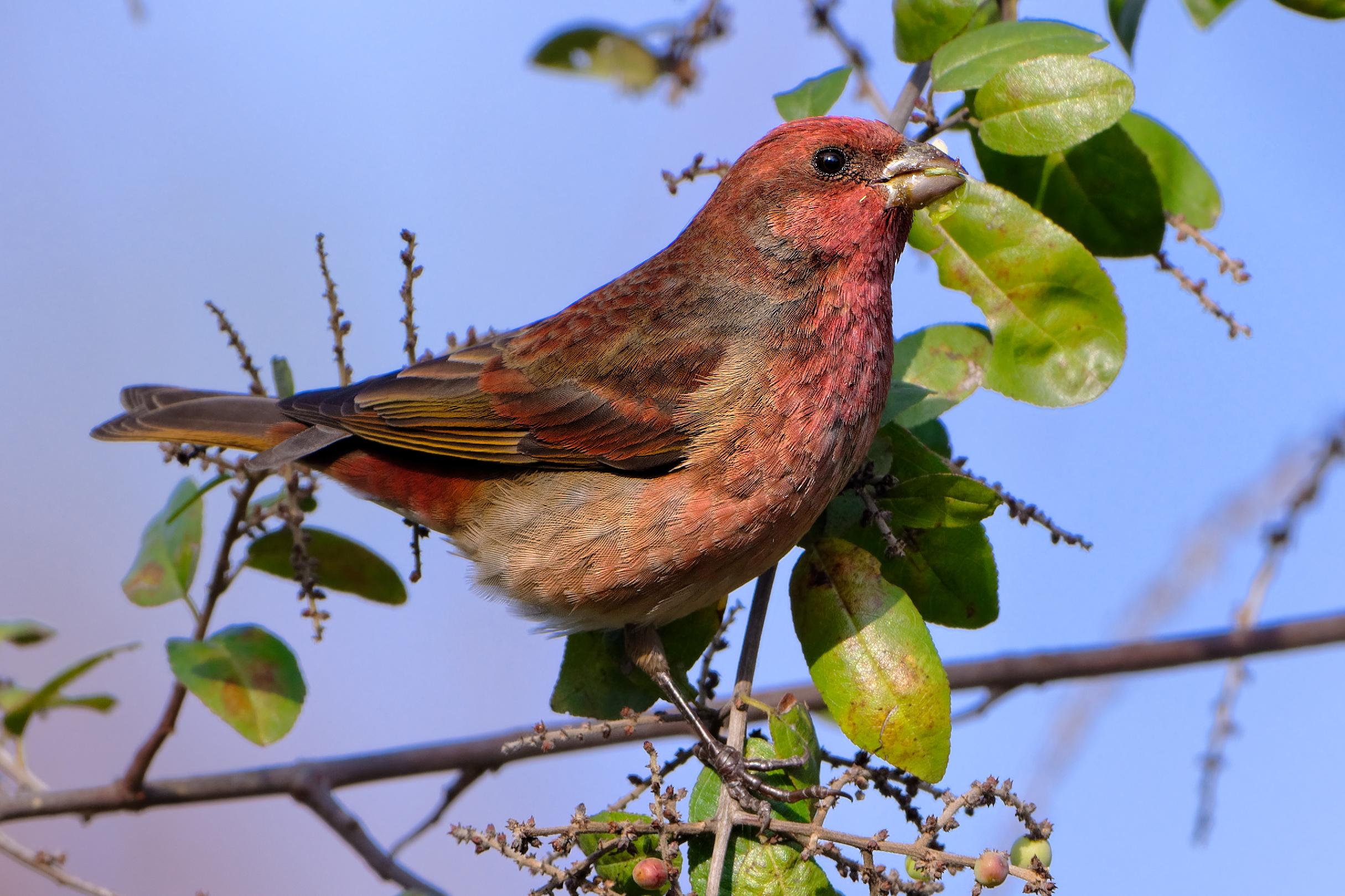 DSC_6324_w2430.jpg