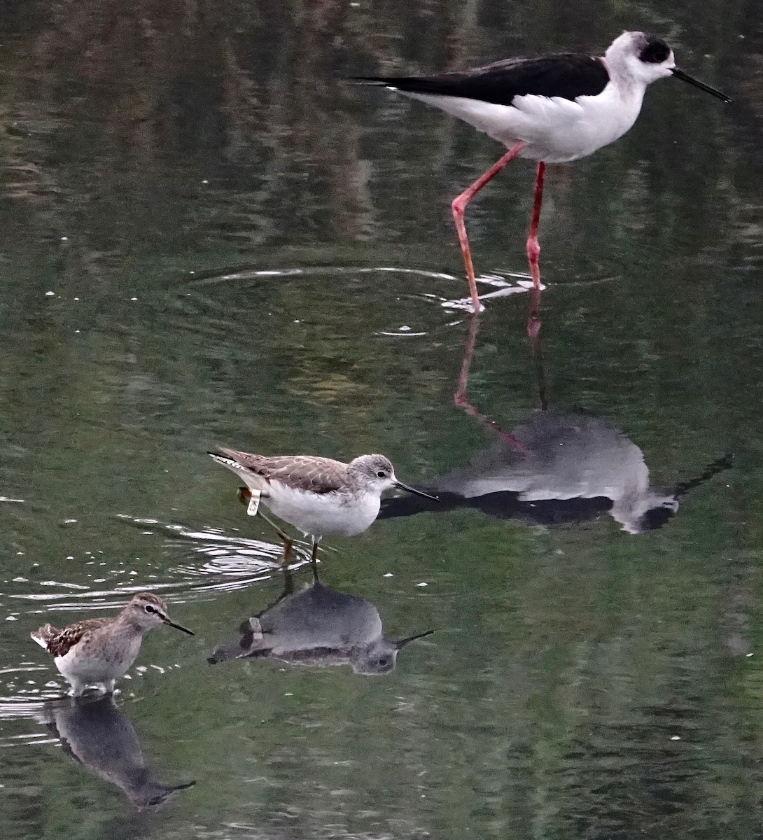 DSC04137 Marsh Sandpiper K3 @ San Tin MDC.jpg