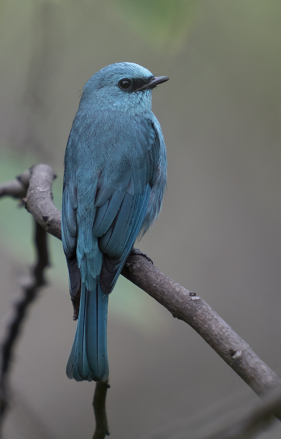 Verditer Flycatcher DSC00769.jpg