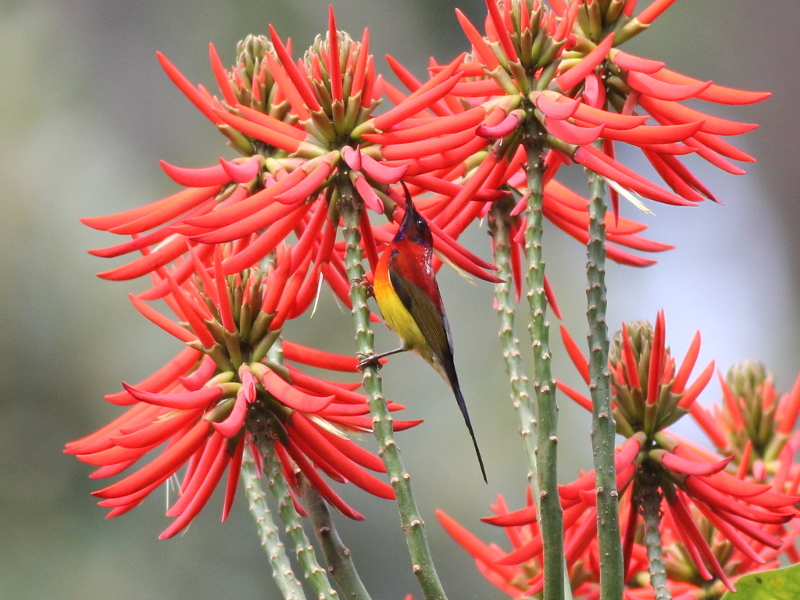 09343 Mrs. Gould's Sunbird 1.JPG