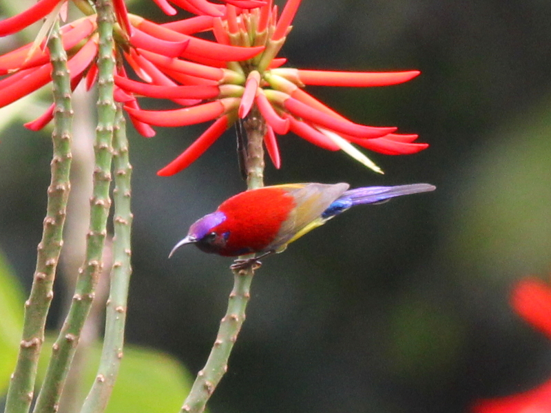 09343 Mrs. Gould's Sunbird 2.JPG