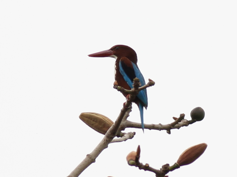 White-throated Kingfisher.JPG