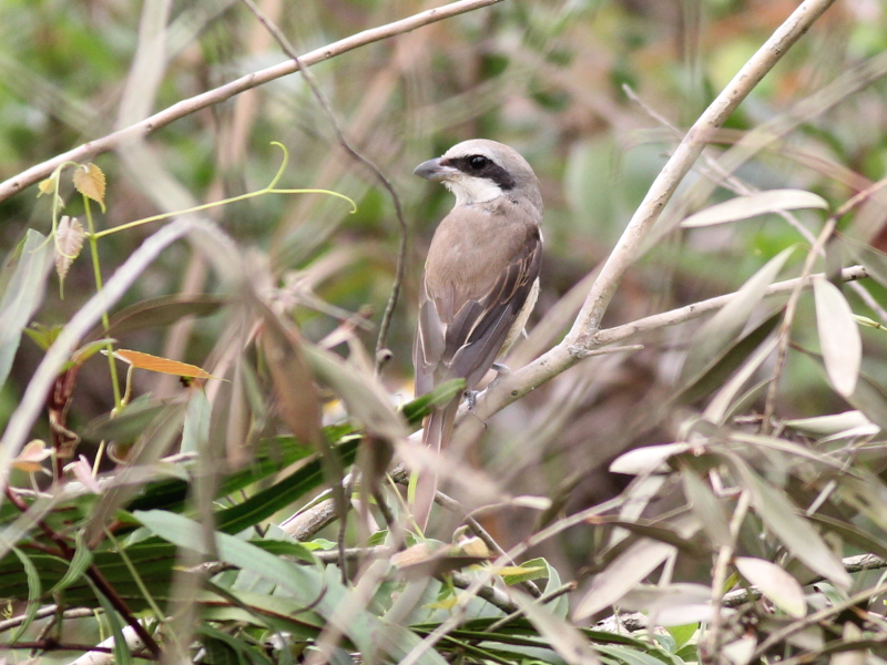 Brown Shrike.JPG