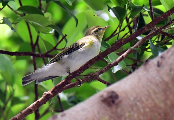 wood warbler002.jpg