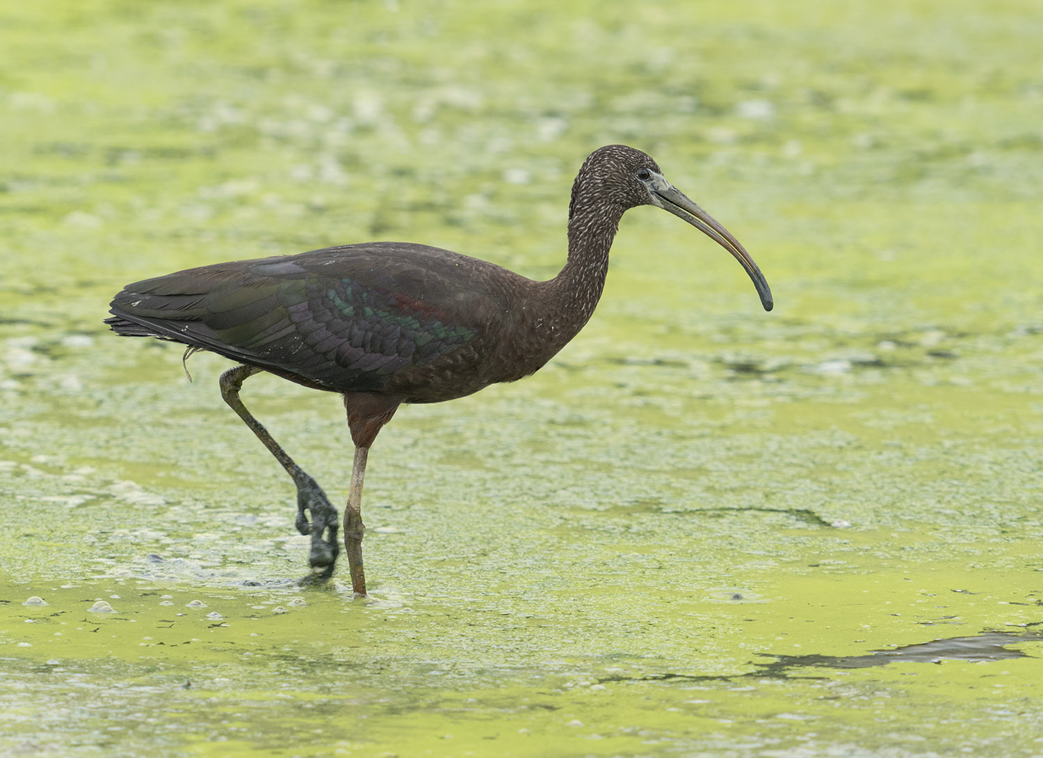 Glossy Ibis DSC00714.jpg