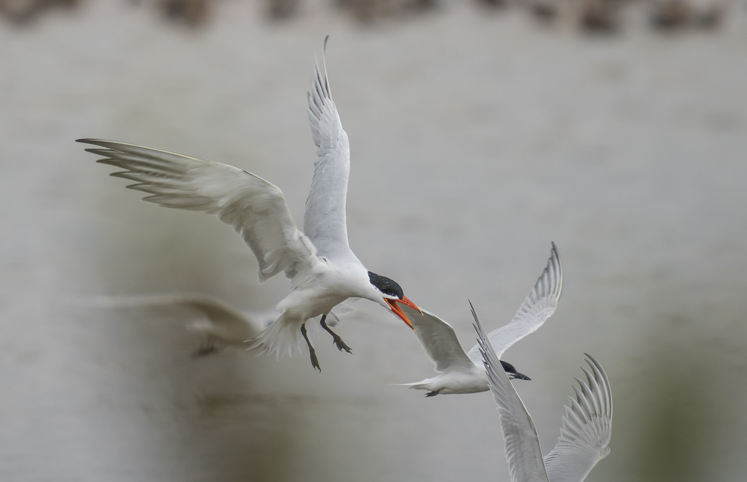 Caspian Tern DSC02063.jpg