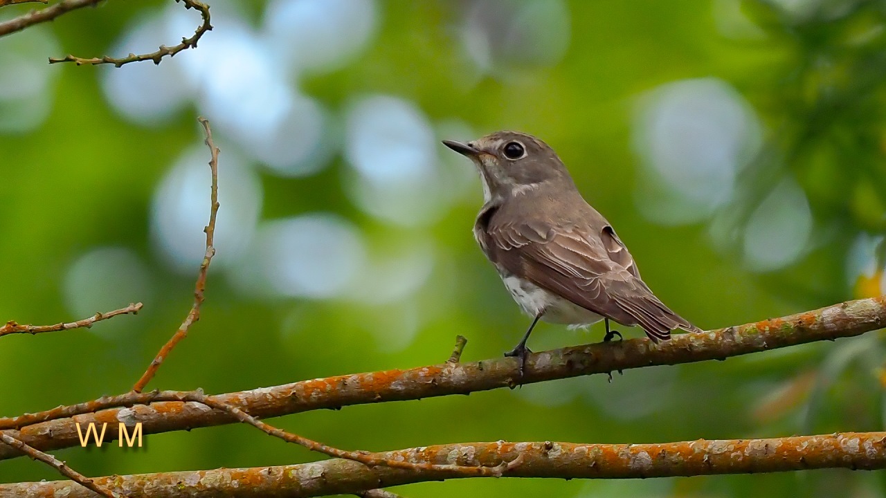 Grey-streakedFlycatcher2.jpg