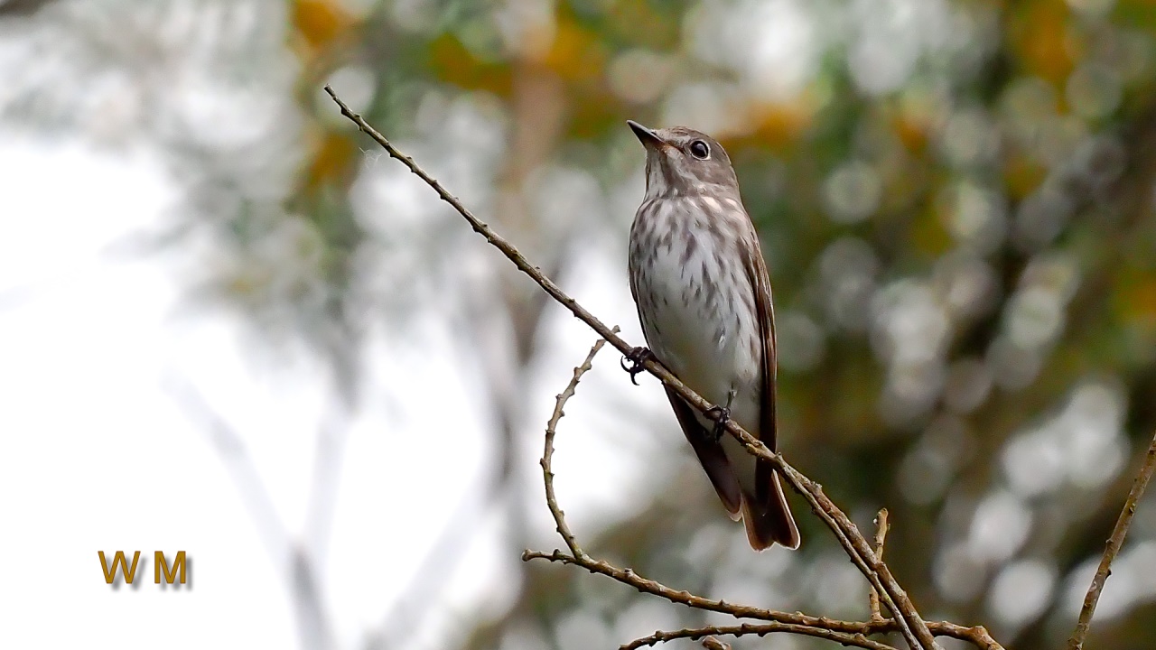 Grey-streakedFlycatcher3.jpg