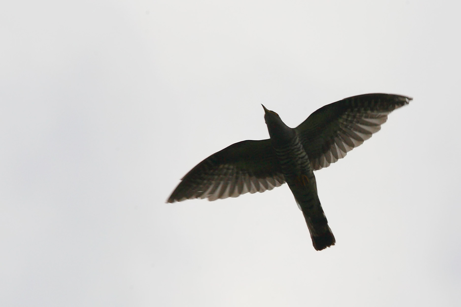 indian cuckoo.jpg