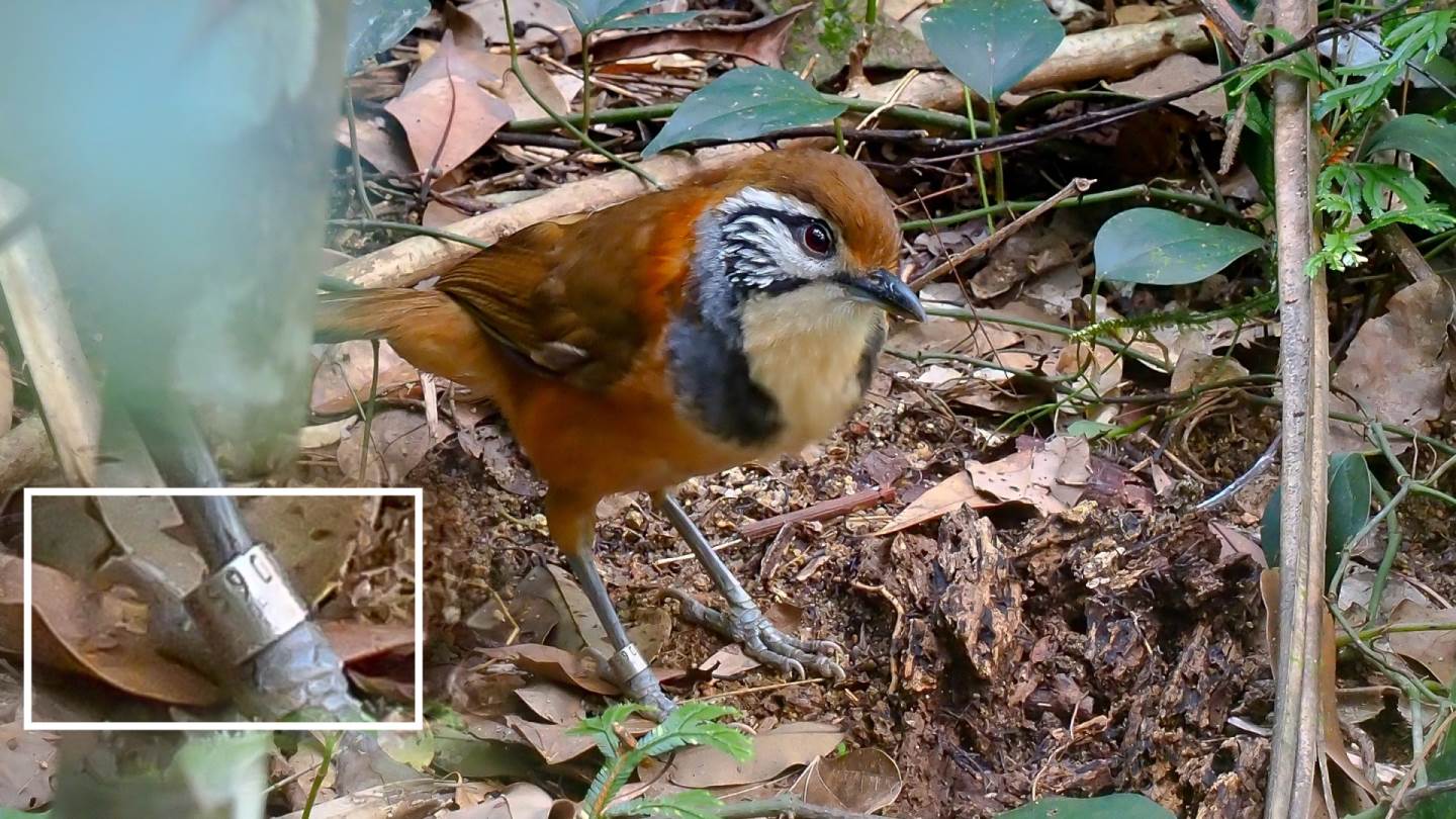 GreaterNecklacedLaughingthrush.jpg