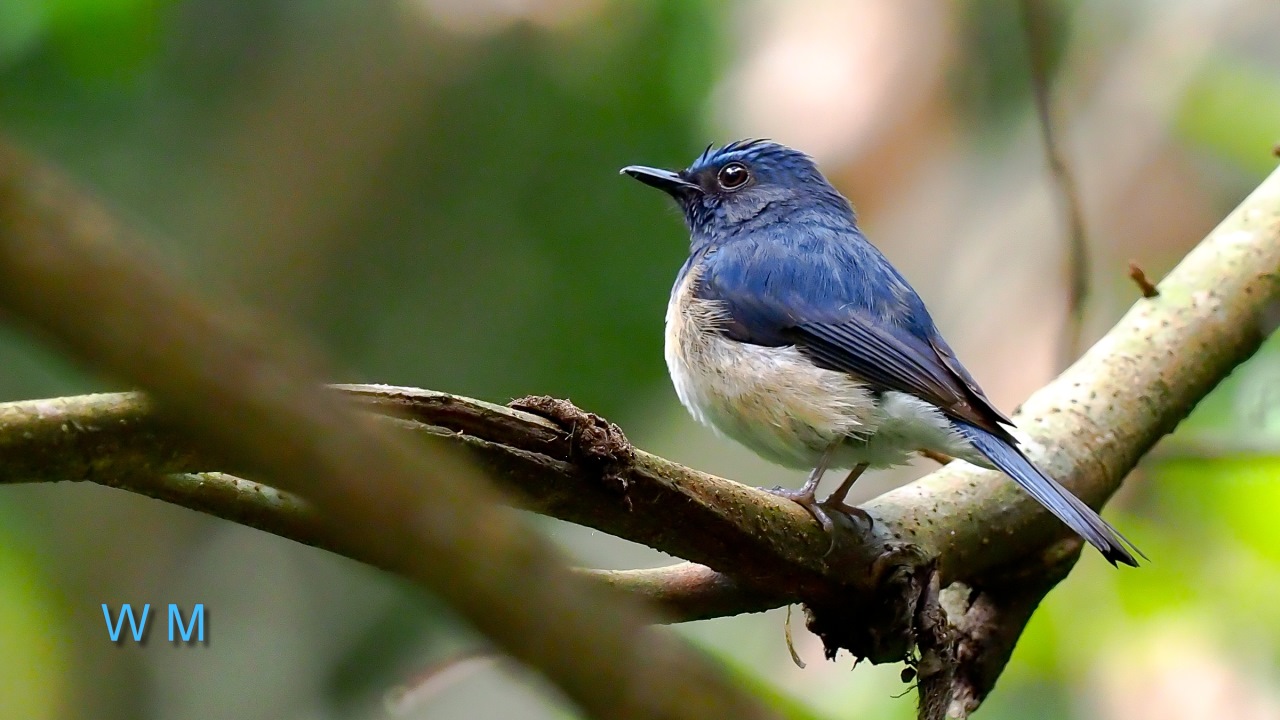 HainanBlueFlycatcher.jpg